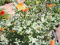 Glaucium Phoeniceum (fam Papaveracees) (rg mediterraneenne) (02) (Photo F. Mrugala)